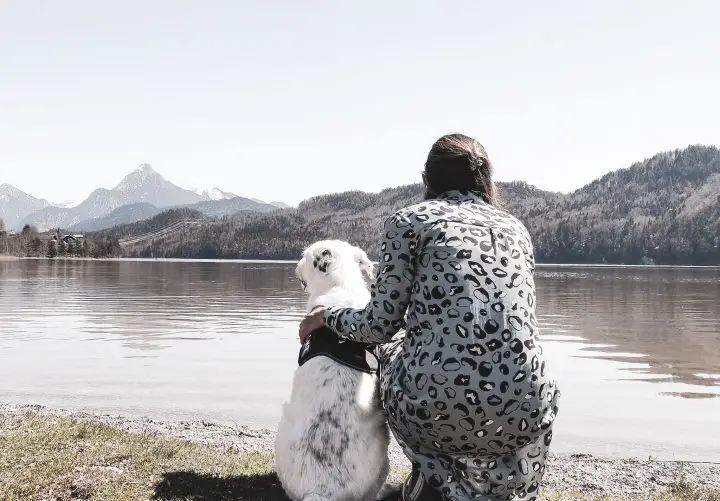 Hondje Cayo | huilen | Tidy Minds